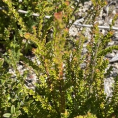 Leionema lamprophyllum subsp. obovatum (Shiny Phebalium) at Namadgi National Park - 10 Apr 2023 by Tapirlord