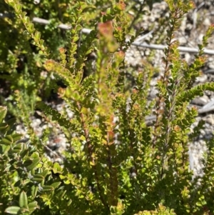 Leionema lamprophyllum subsp. obovatum at Tennent, ACT - 10 Apr 2023