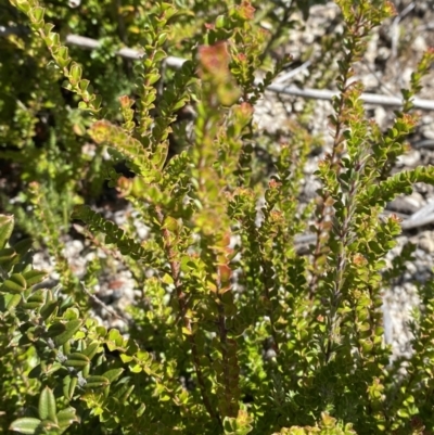 Leionema lamprophyllum subsp. obovatum (Shiny Phebalium) at Namadgi National Park - 10 Apr 2023 by Tapirlord