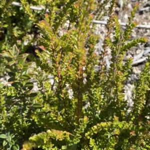 Leionema lamprophyllum subsp. obovatum at Tennent, ACT - 10 Apr 2023