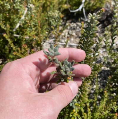 Asterolasia trymalioides (Alpine Star Bush) at Tennent, ACT - 10 Apr 2023 by Tapirlord