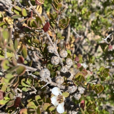 Leptospermum micromyrtus (Button Tea-tree) at Namadgi National Park - 10 Apr 2023 by Tapirlord