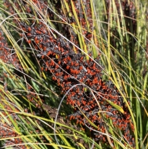 Gahnia subaequiglumis at Tennent, ACT - 10 Apr 2023