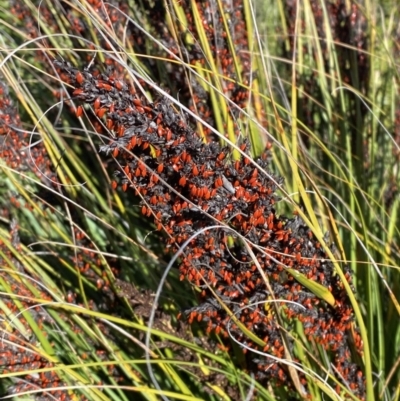 Gahnia subaequiglumis (Bog Saw-sedge) at Tennent, ACT - 10 Apr 2023 by Tapirlord