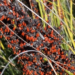 Gahnia subaequiglumis at Tennent, ACT - 10 Apr 2023