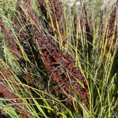 Gahnia subaequiglumis at Tennent, ACT - 10 Apr 2023