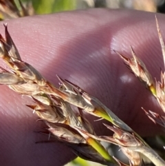 Lepidosperma curtisiae (Little Sword-sedge) at Tennent, ACT - 10 Apr 2023 by Tapirlord