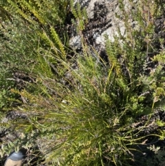 Lepidosperma curtisiae at Tennent, ACT - 10 Apr 2023