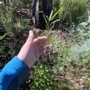 Solanum linearifolium at Tennent, ACT - 10 Apr 2023