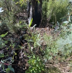 Solanum linearifolium at Tennent, ACT - 10 Apr 2023