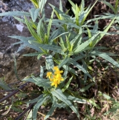 Senecio linearifolius var. intermedius at Namadgi National Park - 10 Apr 2023 by Tapirlord