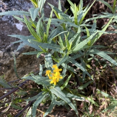 Senecio linearifolius var. intermedius at Namadgi National Park - 10 Apr 2023 by Tapirlord