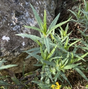 Senecio linearifolius var. intermedius at Tennent, ACT - 10 Apr 2023