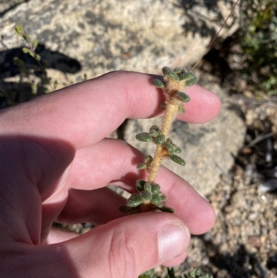 Asterolasia trymalioides (Alpine Star Bush) at Tennent, ACT - 10 Apr 2023 by Tapirlord