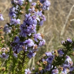 Olearia stricta var. parvilobata at Tennent, ACT - 10 Apr 2023 by Tapirlord