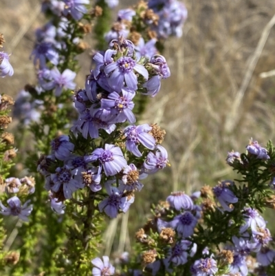 Olearia stricta var. parvilobata at Tennent, ACT - 10 Apr 2023 by Tapirlord