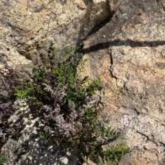 Cheilanthes sieberi subsp. sieberi (Mulga Rock Fern) at Tennent, ACT - 10 Apr 2023 by Tapirlord