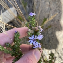 Olearia stricta var. parvilobata at Namadgi National Park - 10 Apr 2023 by Tapirlord