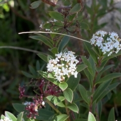 Platysace lanceolata (Shrubby Platysace) at Tennent, ACT - 10 Apr 2023 by Tapirlord