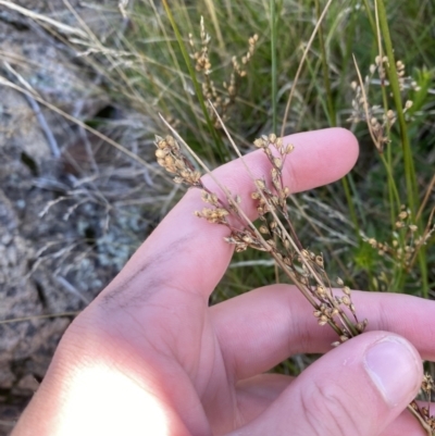 Juncus subsecundus (Finger Rush) at Tennent, ACT - 10 Apr 2023 by Tapirlord