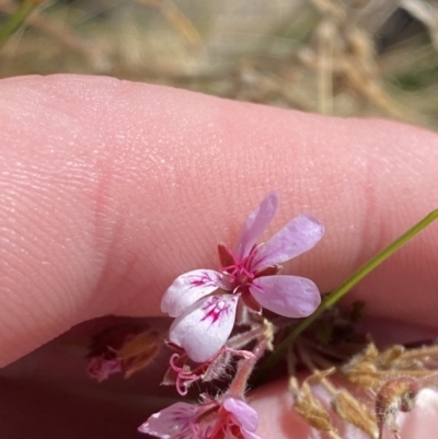 Pelargonium australe (Austral Stork's-bill) at Namadgi National Park - 10 Apr 2023 by Tapirlord