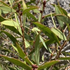 Callistemon pallidus (Lemon Bottlebrush) at Namadgi National Park - 10 Apr 2023 by Tapirlord