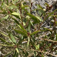 Callistemon pallidus at Tennent, ACT - 10 Apr 2023