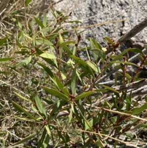 Callistemon pallidus at Tennent, ACT - 10 Apr 2023