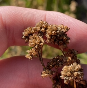 Juncus vaginatus at Tennent, ACT - 10 Apr 2023