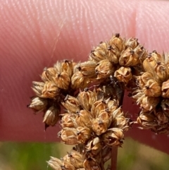 Juncus vaginatus at Tennent, ACT - 10 Apr 2023