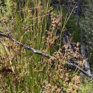 Juncus vaginatus at Tennent, ACT - 10 Apr 2023