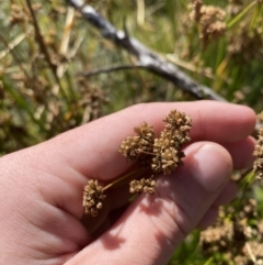 Juncus vaginatus at Tennent, ACT - 10 Apr 2023