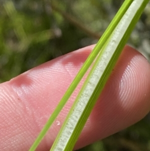 Juncus vaginatus at Tennent, ACT - 10 Apr 2023