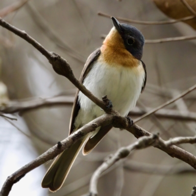 Myiagra cyanoleuca (Satin Flycatcher) at Namadgi National Park - 4 Feb 2023 by KorinneM