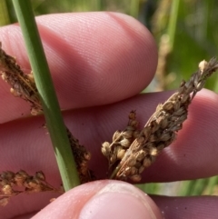 Juncus sarophorus at Tennent, ACT - 10 Apr 2023