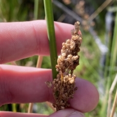 Juncus sarophorus at Tennent, ACT - 10 Apr 2023 10:26 AM