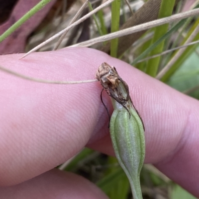 Diplodium laxum (Antelope greenhood) at Tennent, ACT - 10 Apr 2023 by Tapirlord