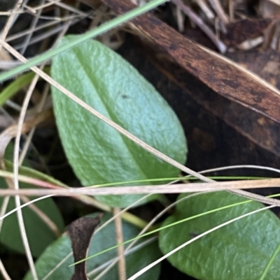 Diplodium coccinum (Scarlet Greenhood) at Namadgi National Park - 10 Apr 2023 by Tapirlord