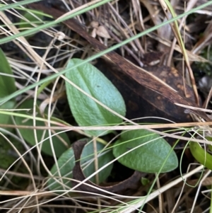 Diplodium coccinum at Tennent, ACT - suppressed