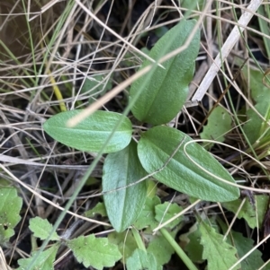 Diplodium coccinum at Tennent, ACT - suppressed