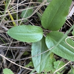 Diplodium coccinum at Tennent, ACT - suppressed