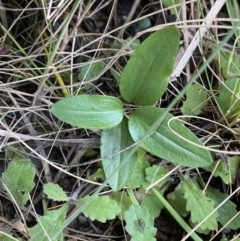 Diplodium coccinum at Tennent, ACT - suppressed