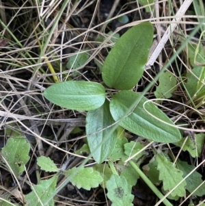 Diplodium coccinum at Tennent, ACT - suppressed