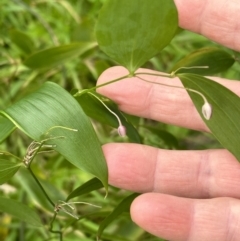 Eustrephus latifolius (Wombat Berry) at Kangaroo Valley, NSW - 18 May 2023 by lbradley