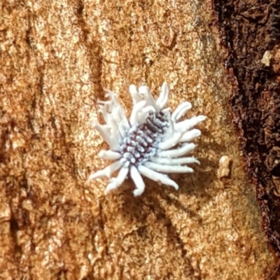 Cryptolaemus montrouzieri (Mealybug ladybird) at ANBG - 18 May 2023 by HelenCross
