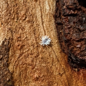 Cryptolaemus montrouzieri at Acton, ACT - 18 May 2023