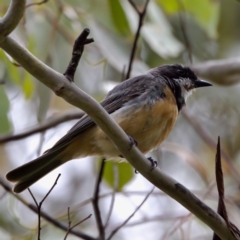 Pachycephala rufiventris (Rufous Whistler) at Tennent, ACT - 4 Feb 2023 by KorinneM