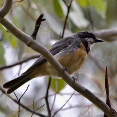 Pachycephala rufiventris (Rufous Whistler) at Tennent, ACT - 4 Feb 2023 by KorinneM