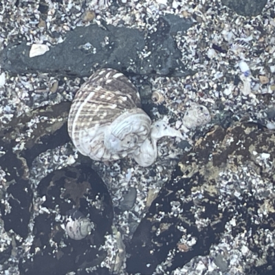 Lunella undulata (Green Turban Shell/Warrener) at Lilli Pilli, NSW - 17 May 2023 by Hejor1