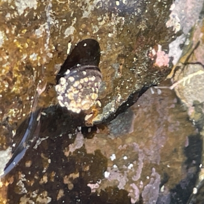 Unidentified Sea Snail or Limpet (Gastropoda) at Lilli Pilli, NSW - 17 May 2023 by Hejor1